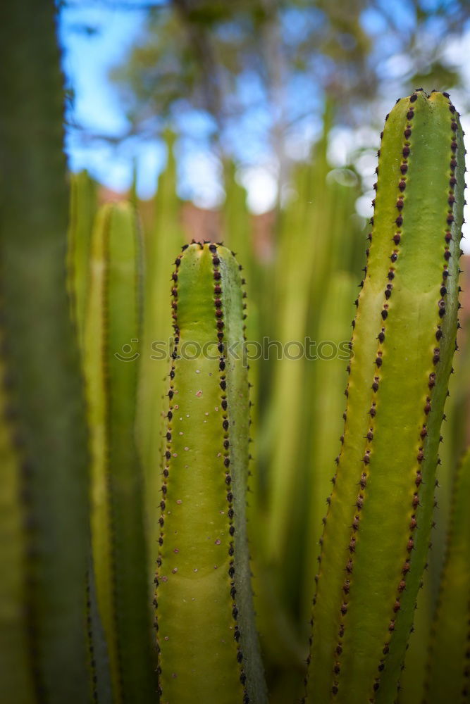 Similar – cactus groves Cactus Green