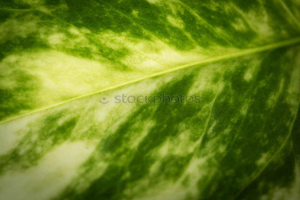 Similar – Image, Stock Photo veins Leaf Green