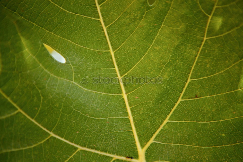 green acorns 3 Environment