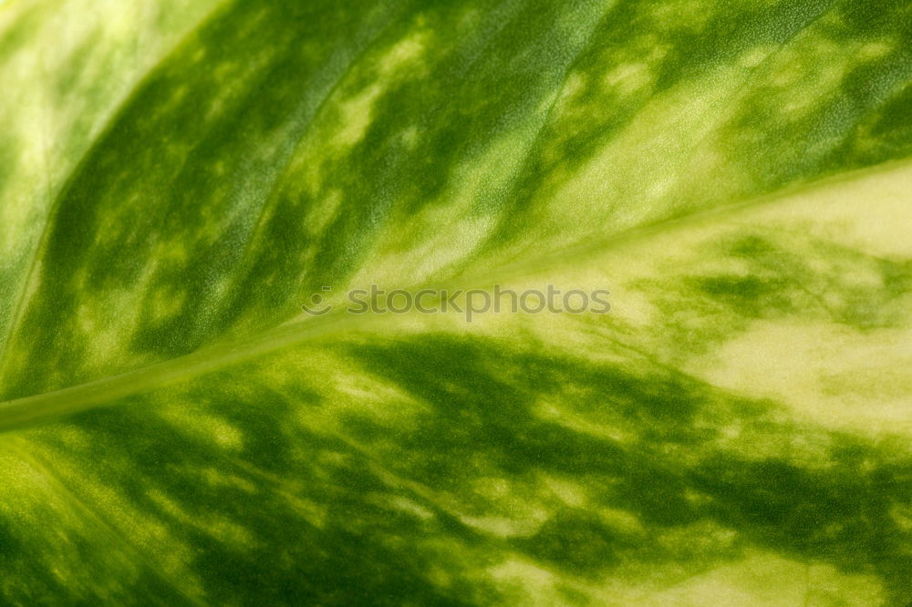 Similar – Foto Bild knackkohl Gemüse Ernährung