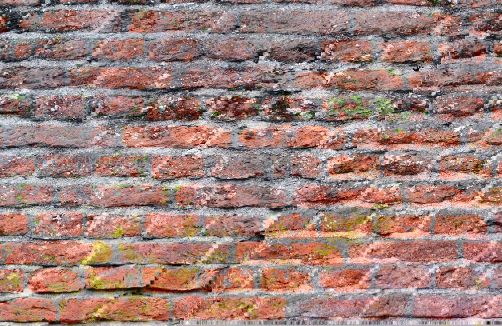 Similar – Image, Stock Photo mauerBLÜMCHEN