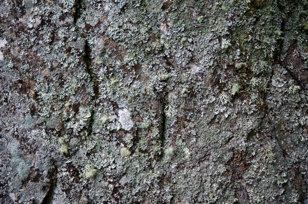 Foto Bild Volkszählung Natur Pflanze