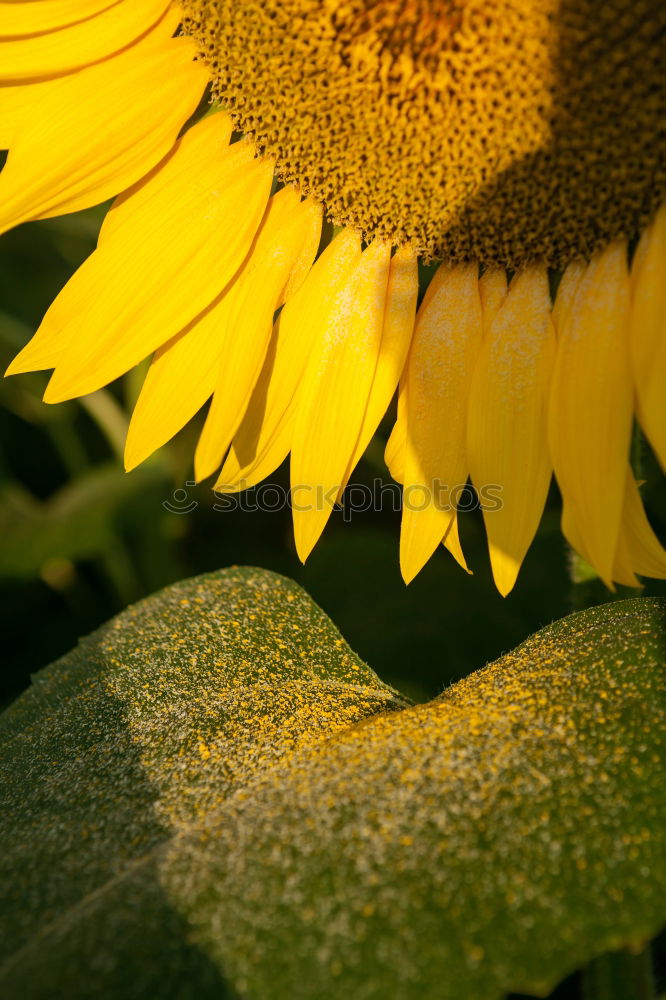 Similar – Rear view of a sunflower in sunlight in front of a blue sky