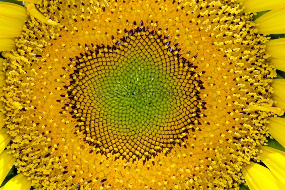 Similar – sunflower close-up Summer