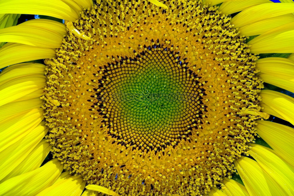 Similar – sunflower close-up Summer