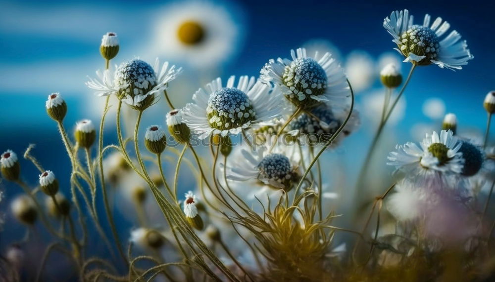 Similar – Image, Stock Photo flower Flower Meadow