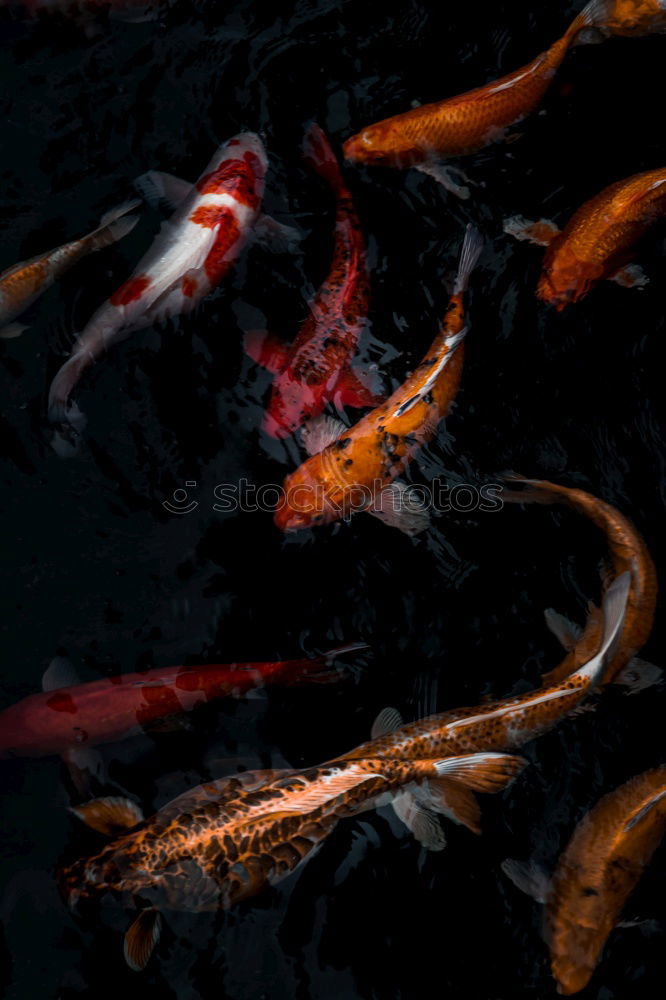 Similar – Image, Stock Photo Koi Animal Fish Aquarium