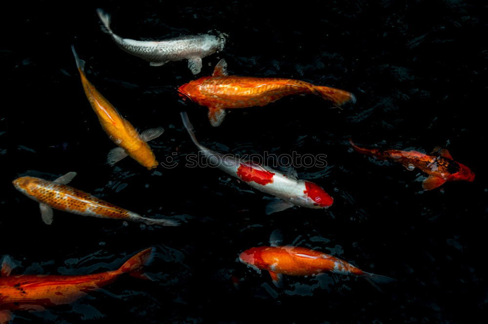 Similar – fish sticks Colour photo