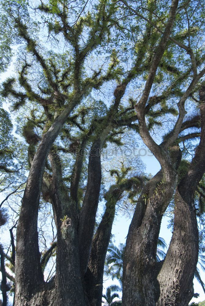 Similar – Ceiba tree Tree