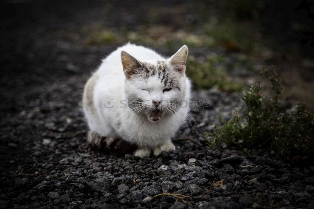 Similar – Image, Stock Photo Cosy cat Animal Pet Cat