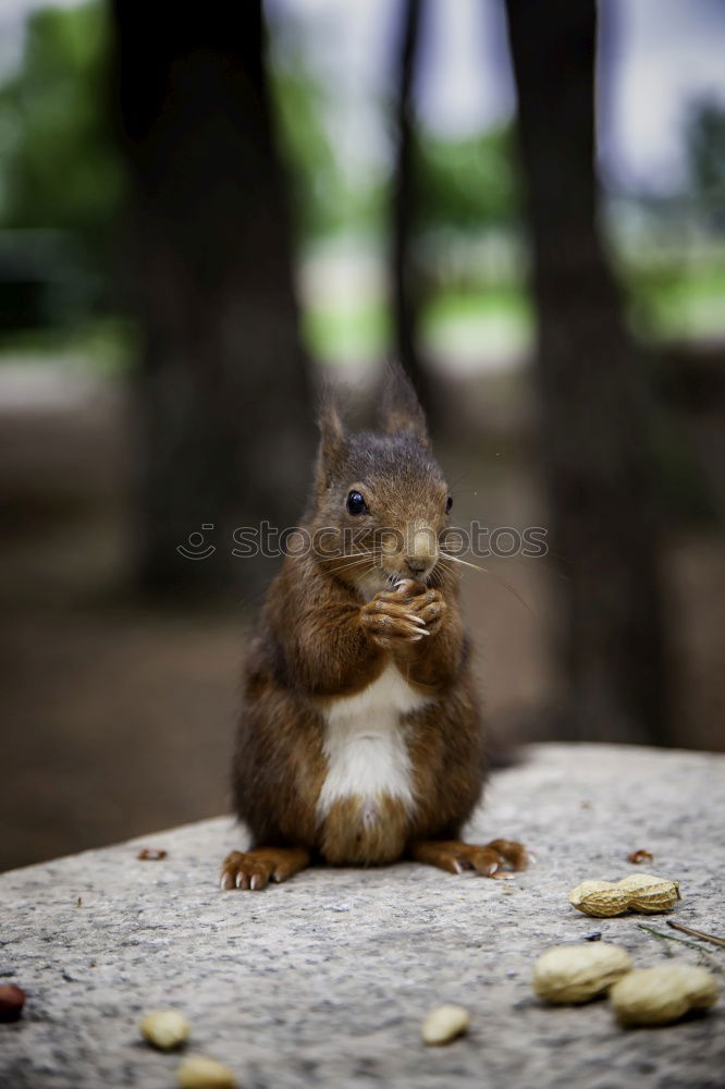 Similar – Squirrel Eichhörnchen Tier