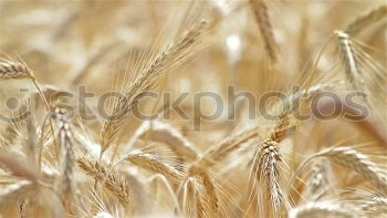 Similar – have the ear… Food Grain