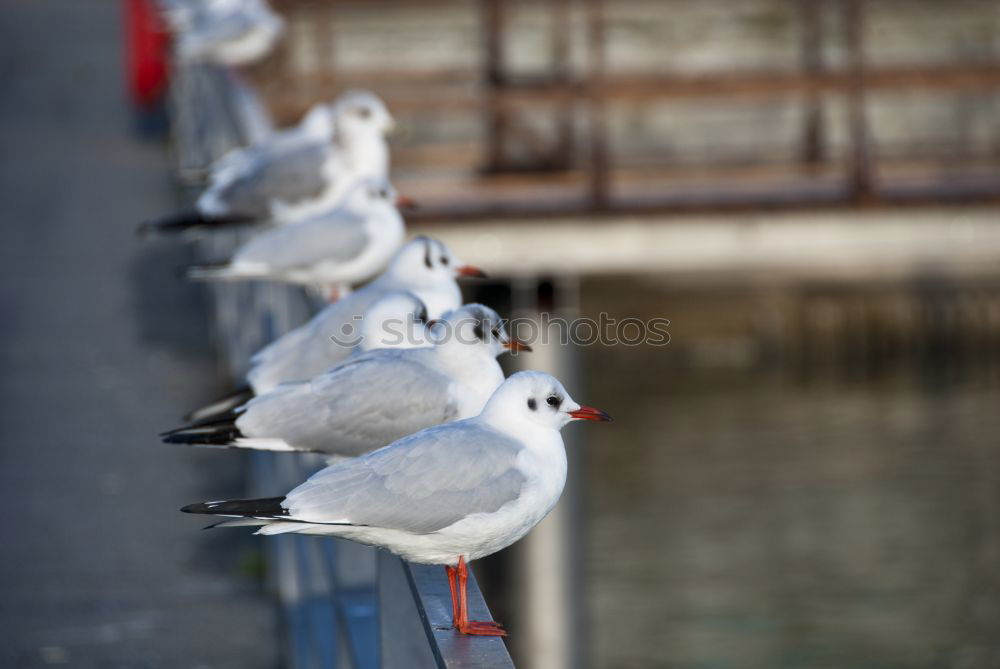 Möwe auf Geländer in Australien