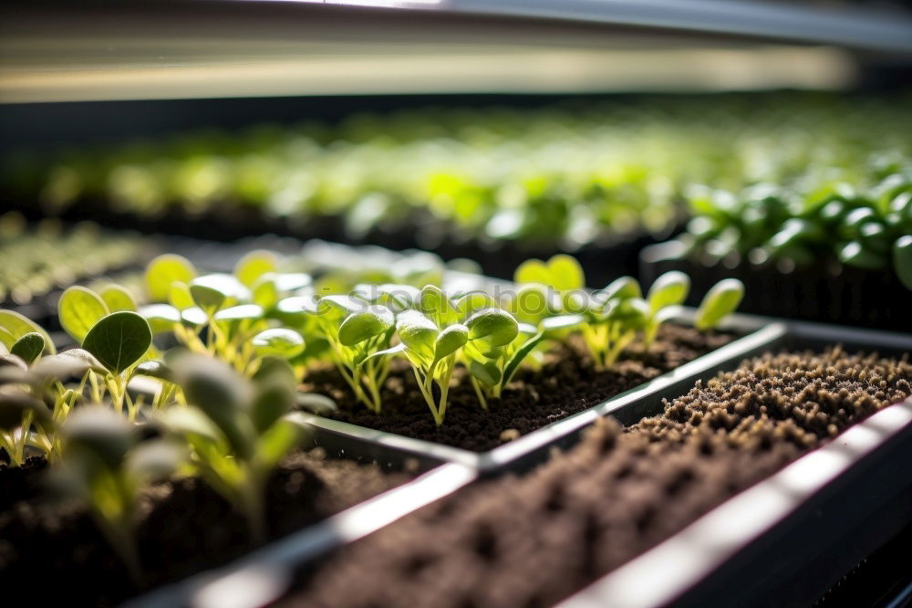 Similar – Vegetable cultivation on the balcony