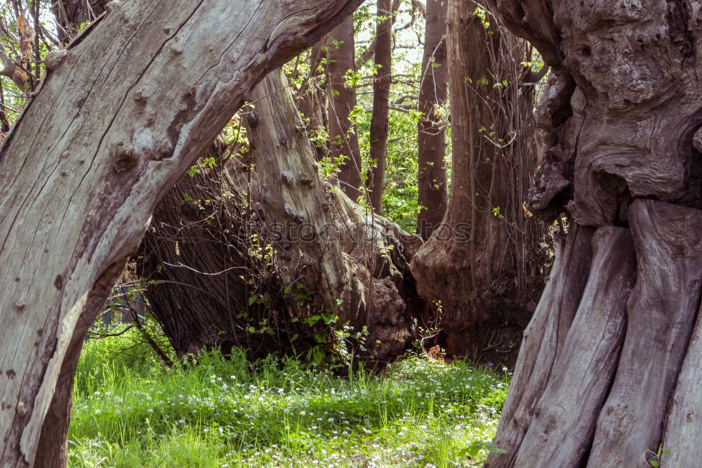 Similar – wood breakage Nature Plant