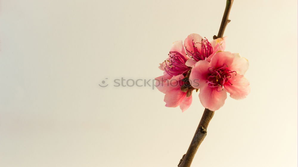 Similar – Image, Stock Photo bee filling station Flower