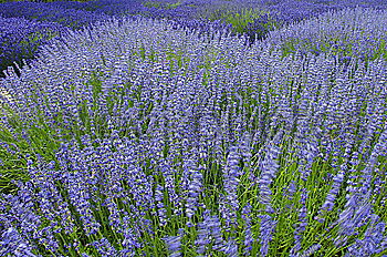 Similar – lupins Environment Nature