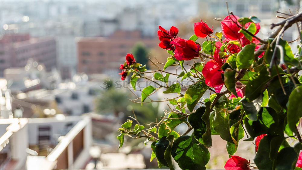 Similar – Flower pots on terrace or balcony