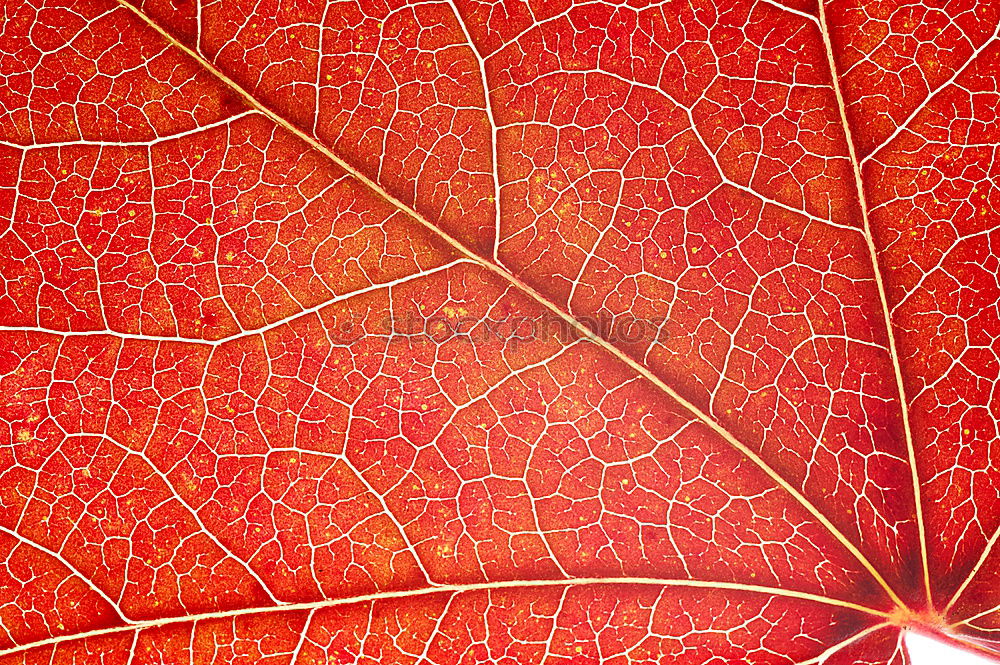 Similar – Image, Stock Photo Transformation | Hamamelis leaf in autumn