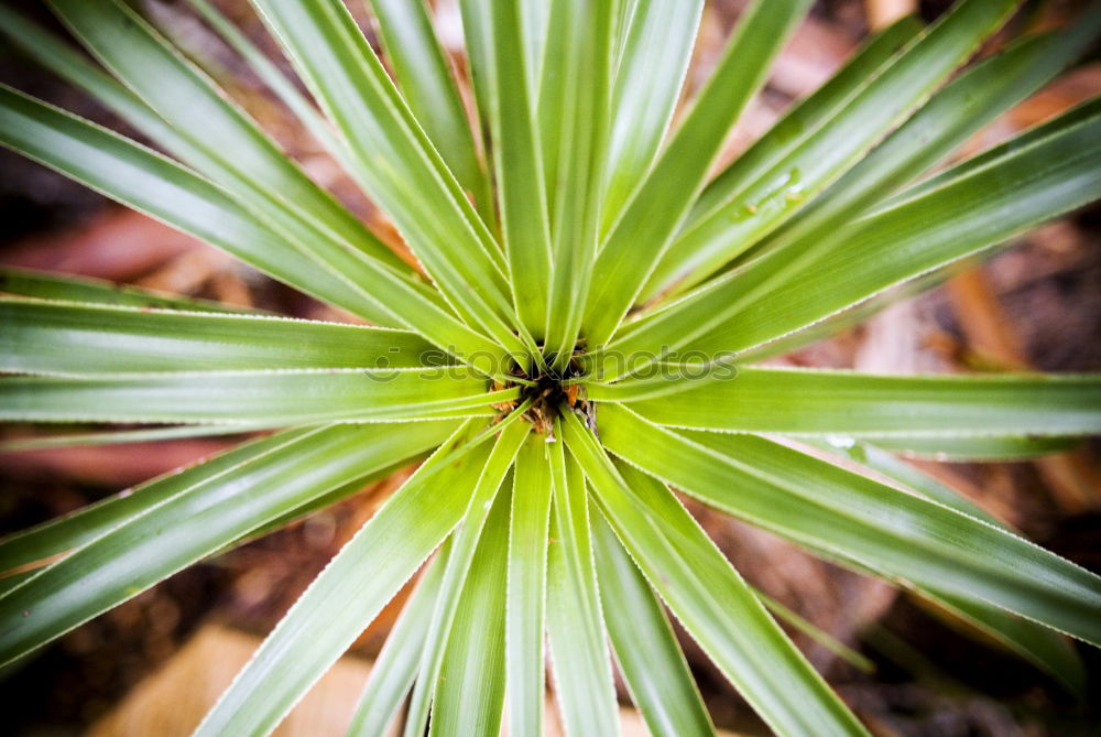 Similar – porcupine ;) Cone Green