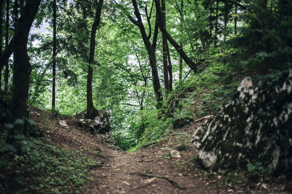 Similar – A little man stands in the forest …