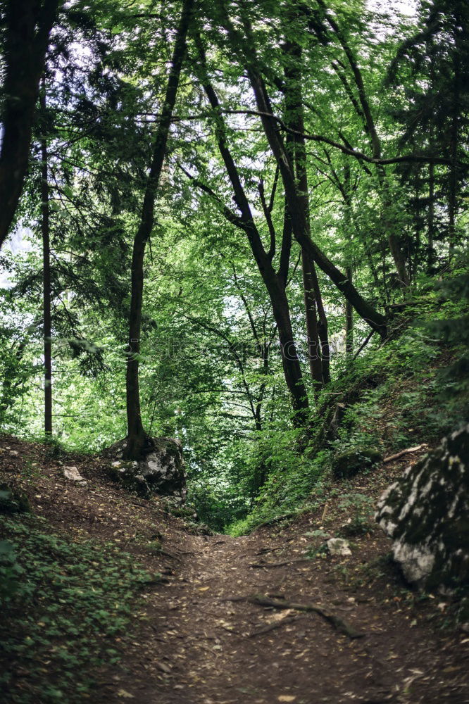 A little man stands in the forest …