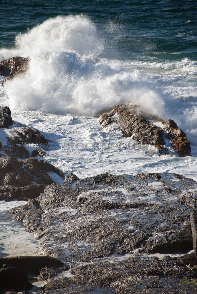 Storks nest on the Portuguese coast