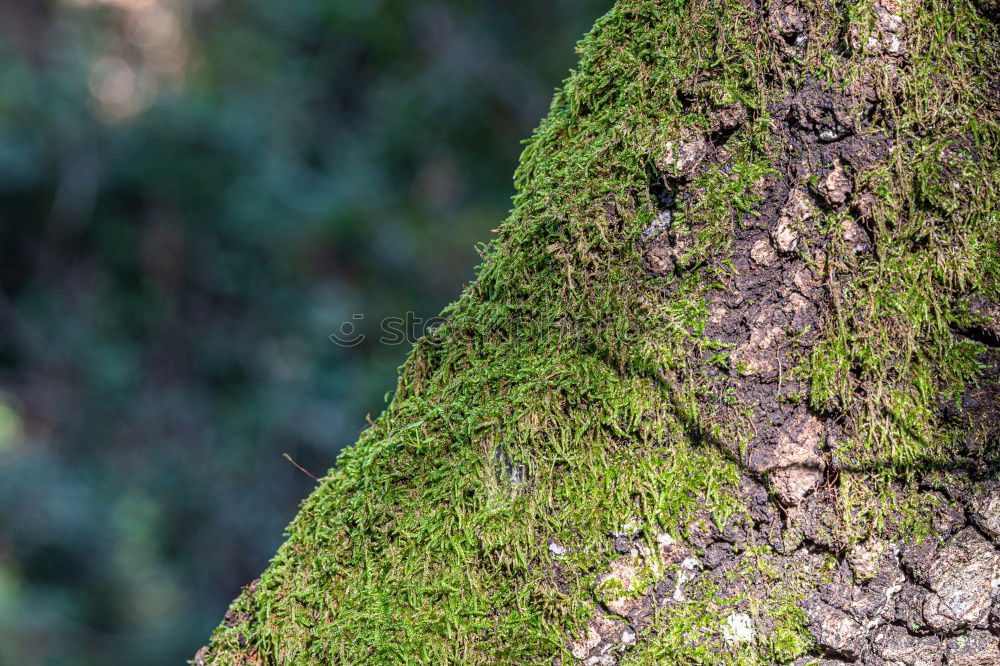 Similar – Image, Stock Photo dry Environment Nature