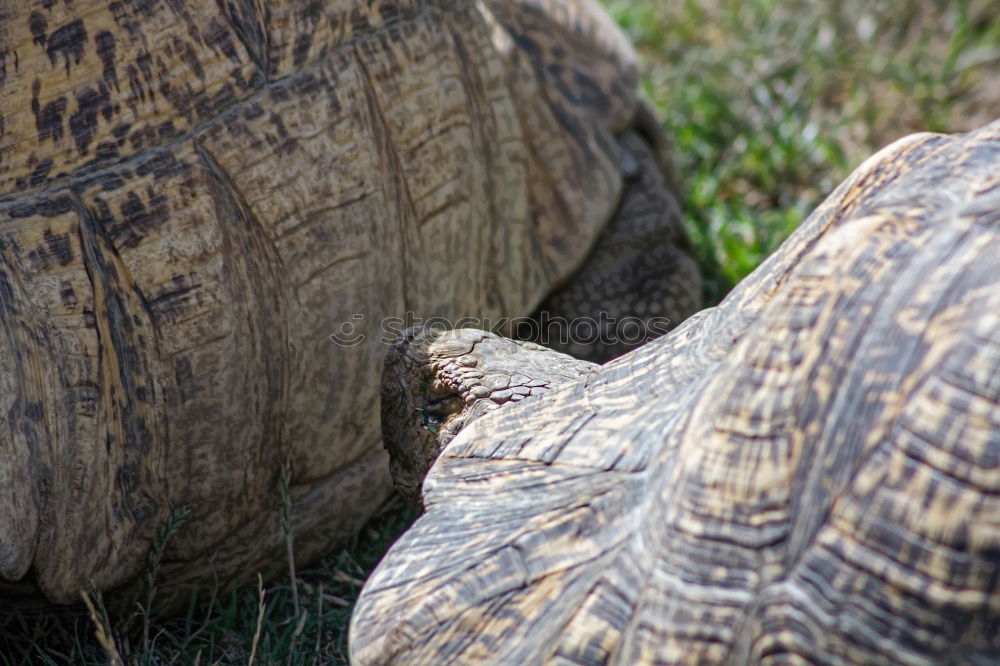 Similar – two tortoises after hibernation