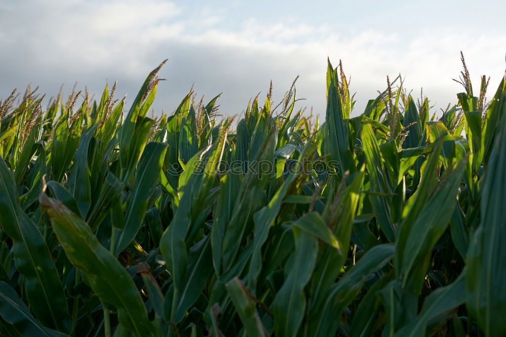 Similar – Image, Stock Photo maize field Maize field