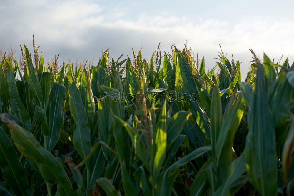 Similar – Image, Stock Photo maize field Maize field