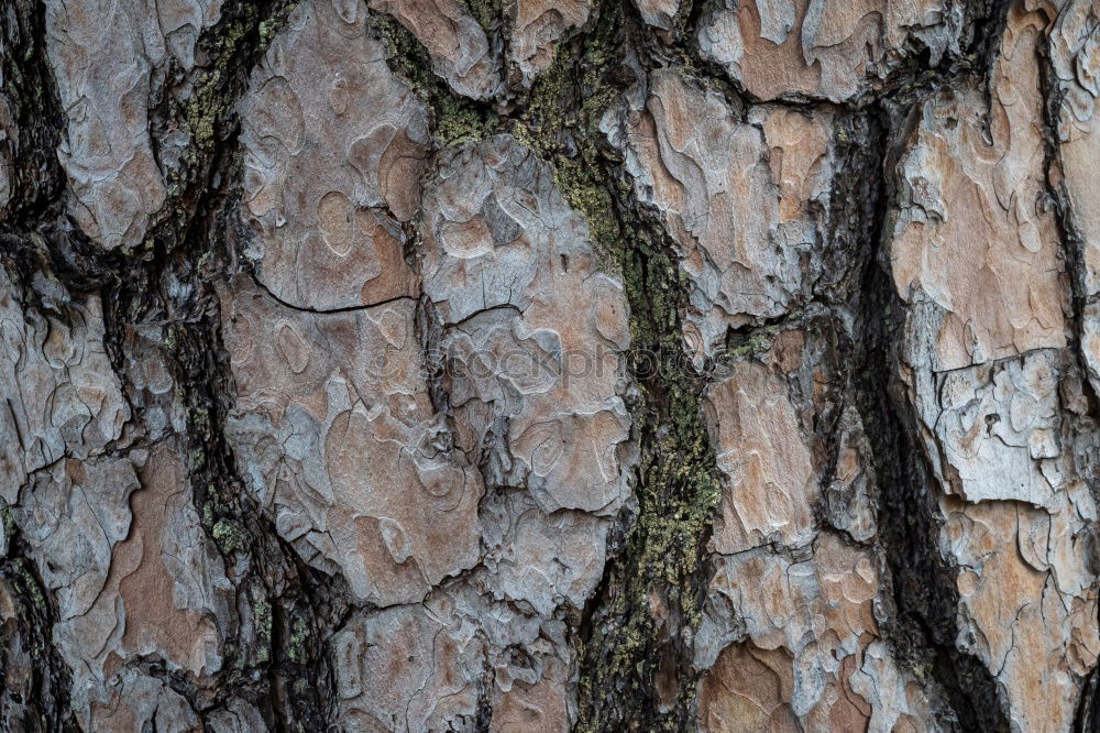 Similar – tree trunk from top to bottom