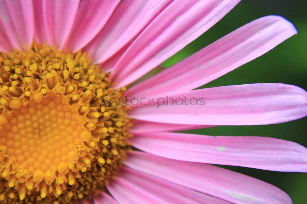 Similar – Image, Stock Photo Flower and pollen Plant