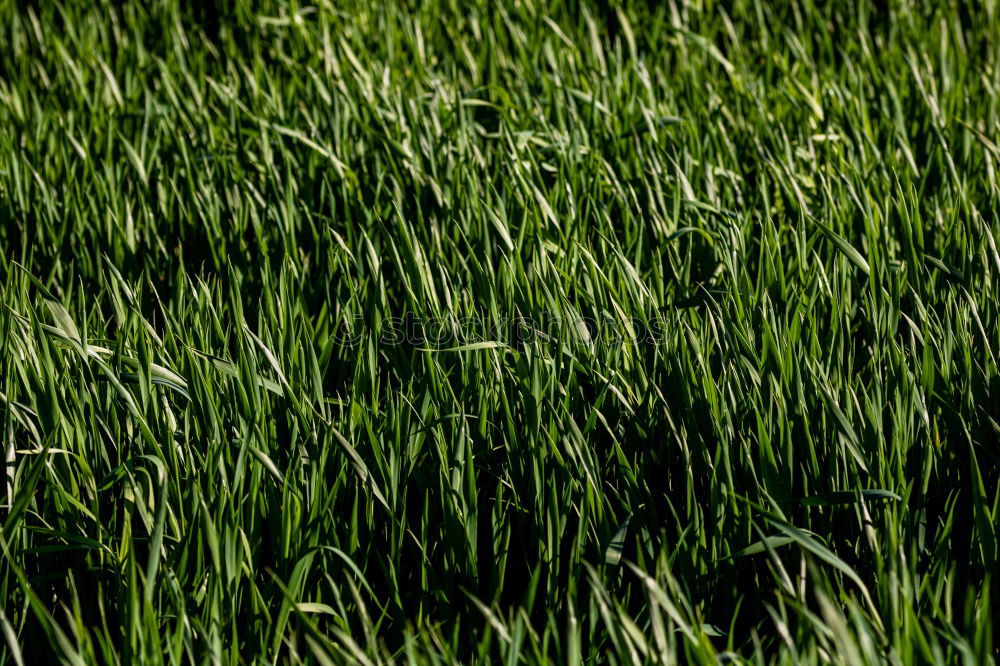 Similar – Image, Stock Photo FRESH ASPARAGUS Food