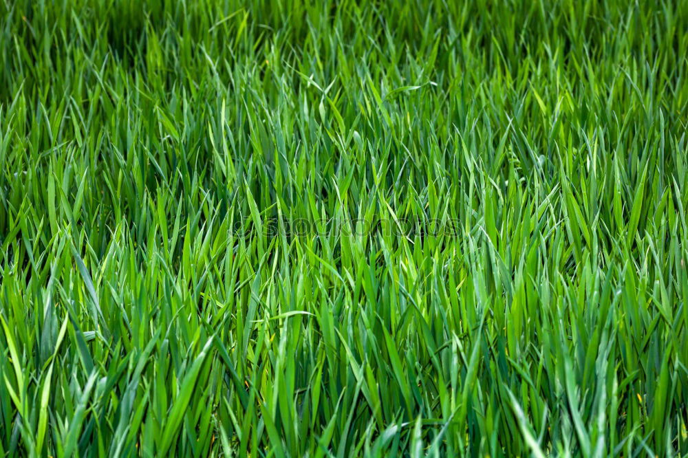 cuddly grass Garden Meadow