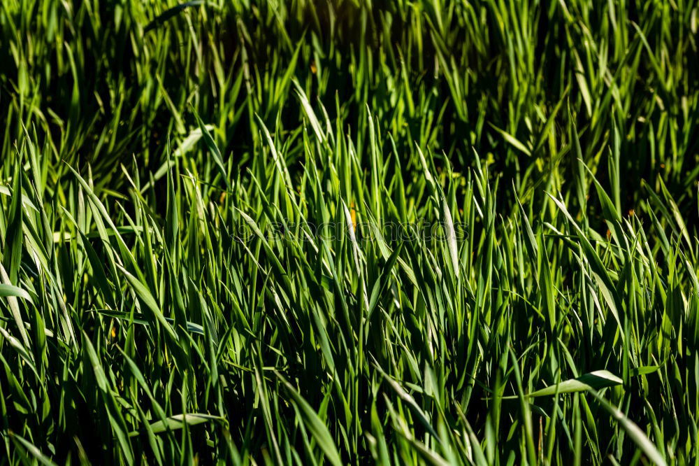 Similar – Image, Stock Photo scruffy Nature Plant Grass