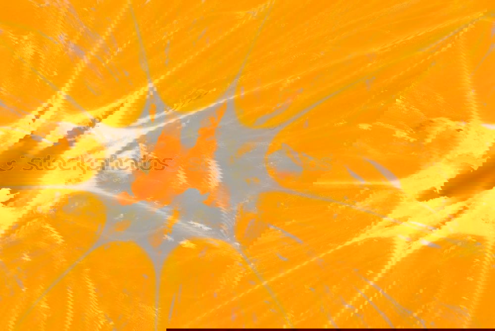 Similar – Image, Stock Photo Jammy double orange on orange