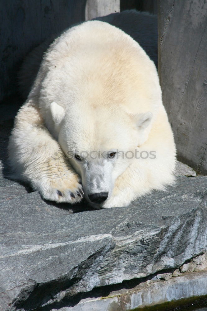 Similar – Foto Bild Eisbär Tier Zoo Aalborg