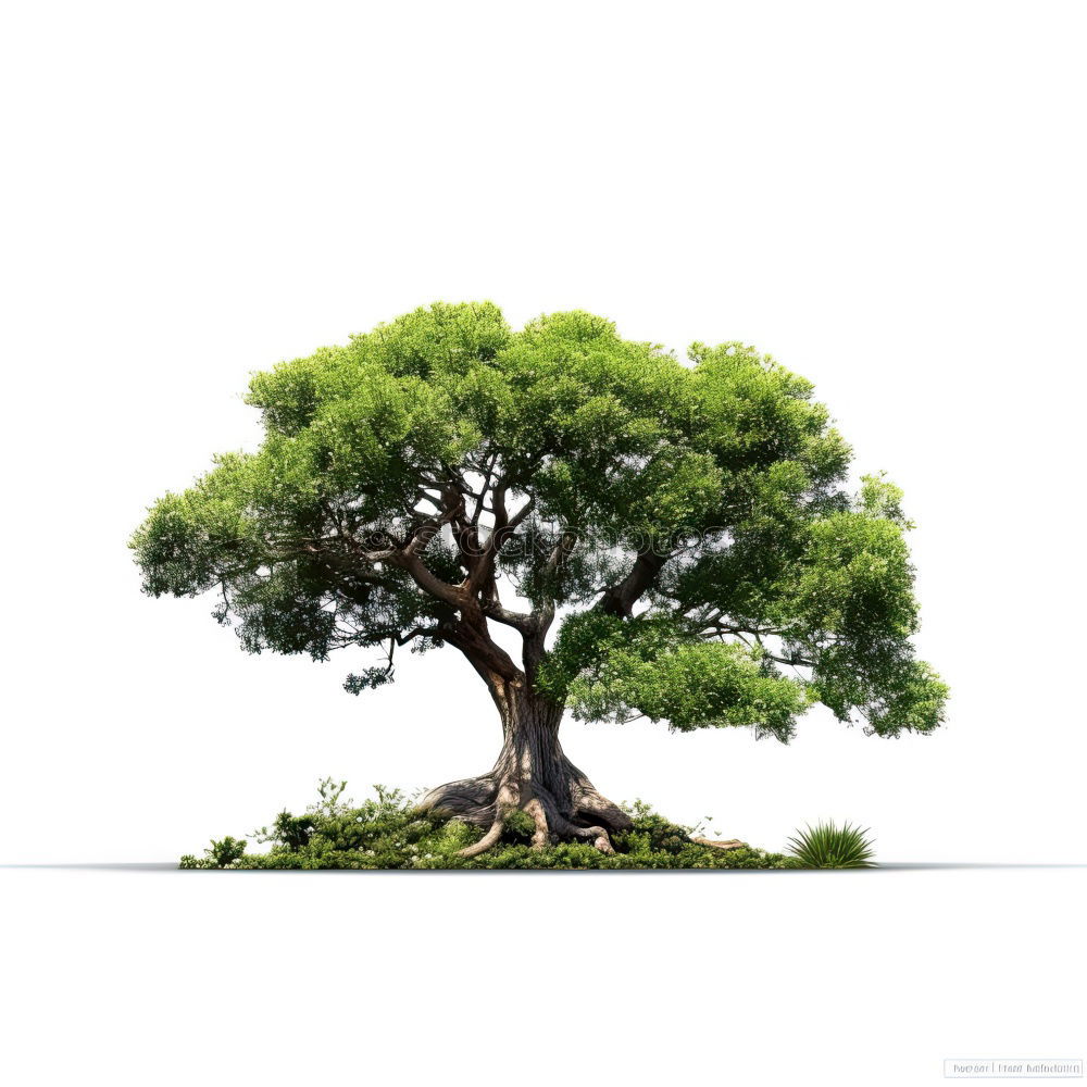 Similar – Foto Bild Die grüne Lunge Baum