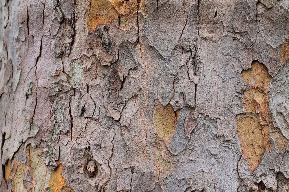 Similar – Mein Freund, der Baum