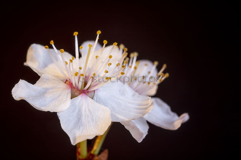 Similar – Il fiore Flower White