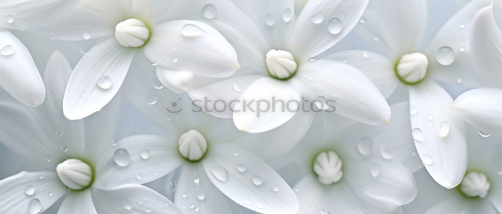 Image, Stock Photo Under the sun canopy Daisy