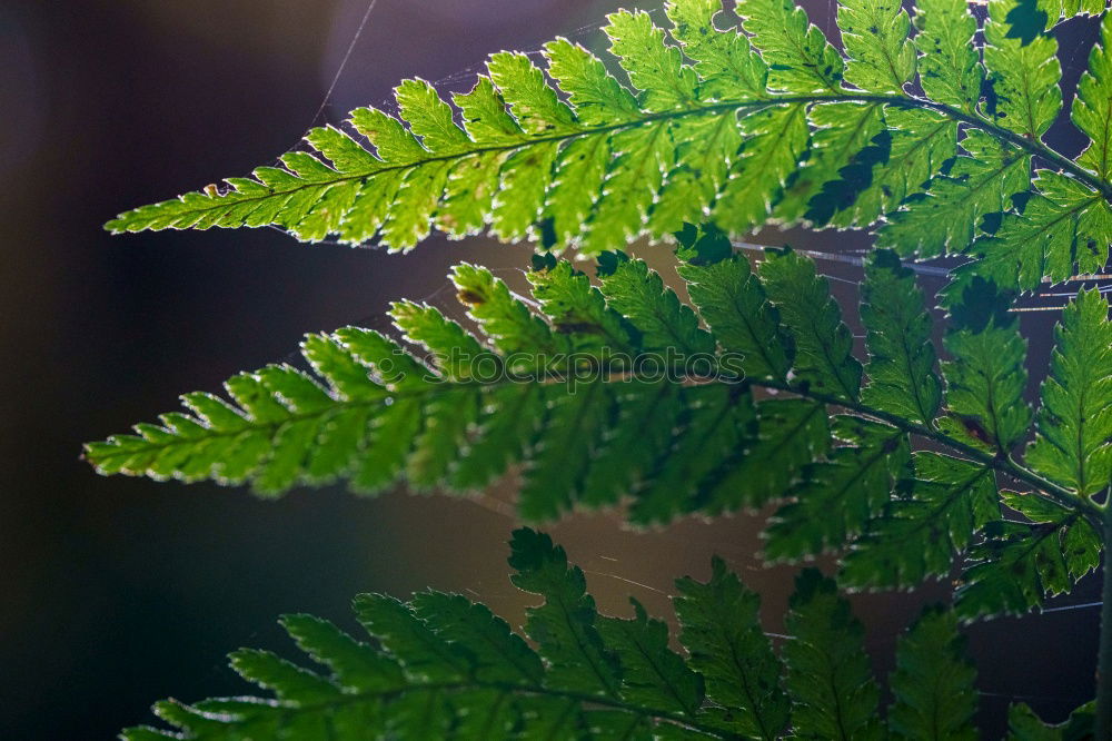 Similar – the thawing of the leaf during the process of shining.