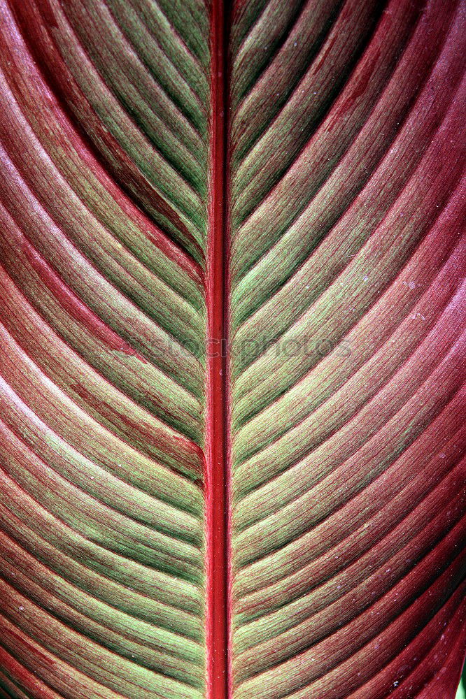 Textures of Tropical Plants