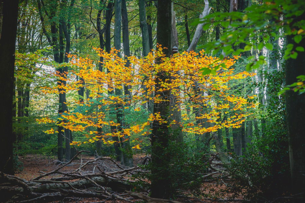 Image, Stock Photo Empty Autumn Forest Nature