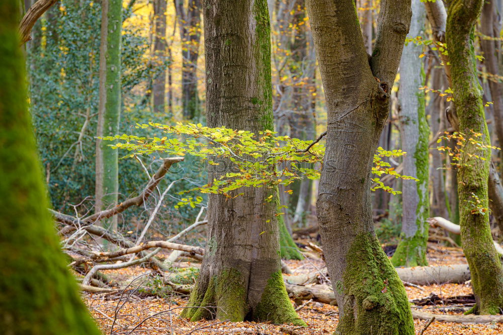 Similar – Image, Stock Photo in the wood Environment