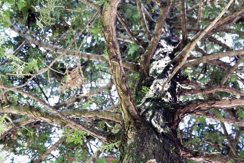 Similar – Image, Stock Photo the three from the Tannstelle