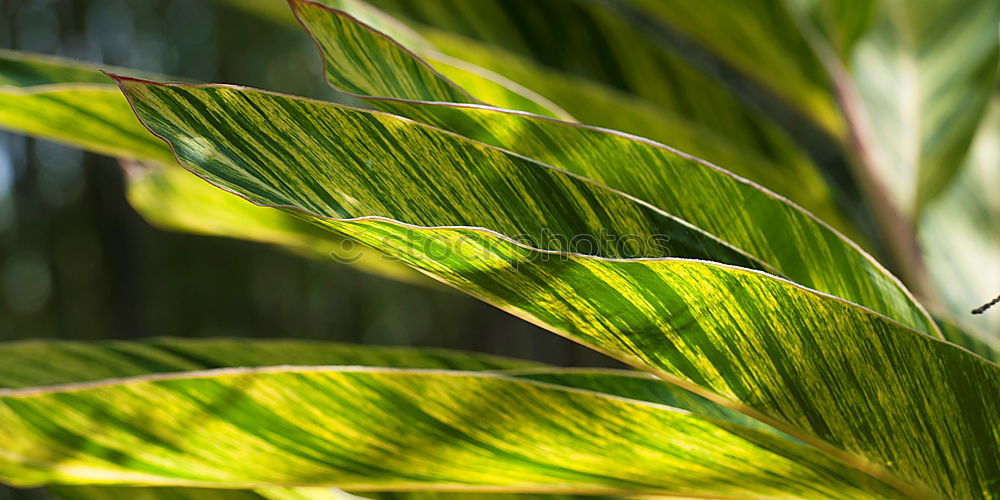 Similar – Bamboo Garden Environment