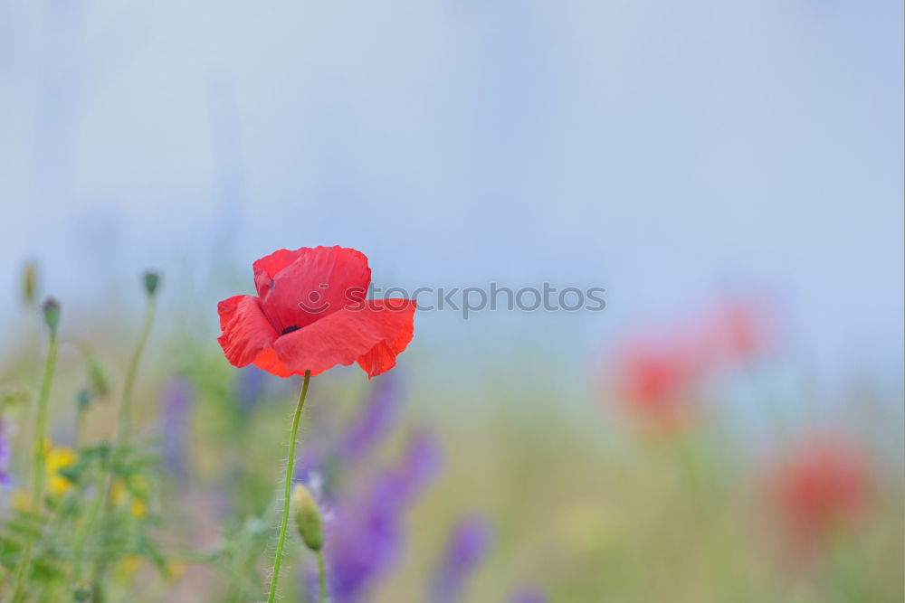 Similar – Image, Stock Photo Poppies and more. Summer