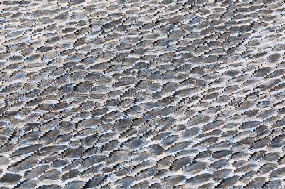 Similar – Foto Bild Mauerblättchen Pflanze